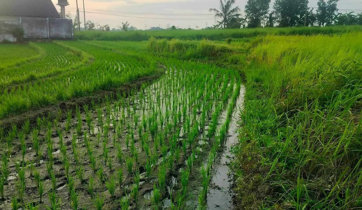 Tanah Kaba Kaba BB-0202 a