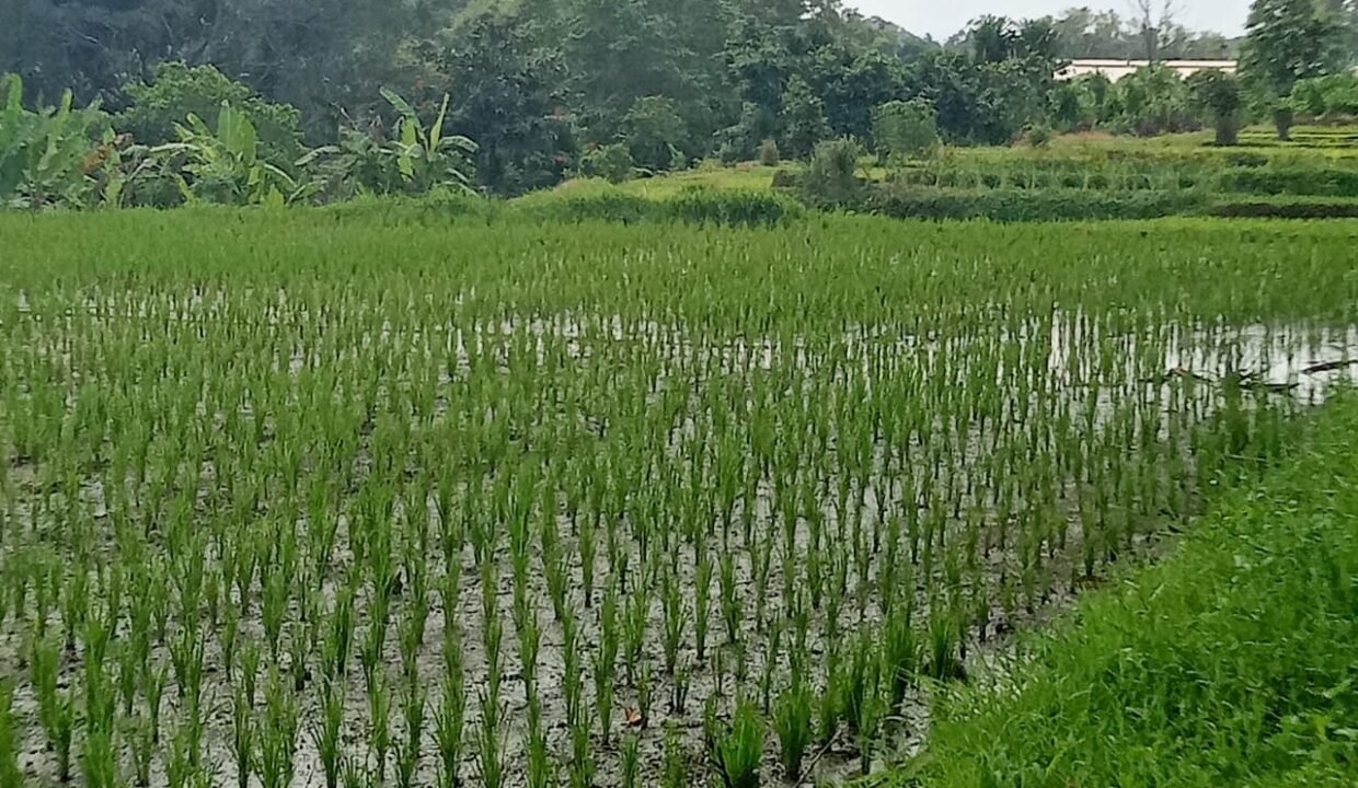 Tanah Kaba Kaba BB-0204 a