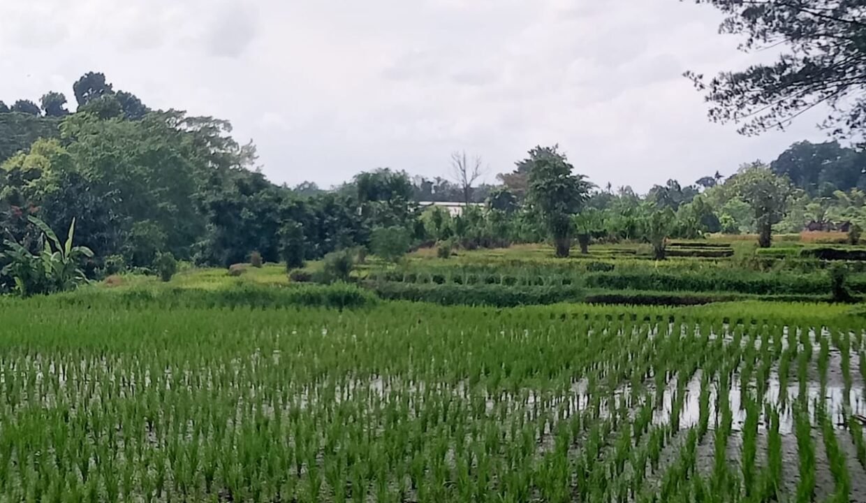 Tanah Kaba Kaba BB-0204 b