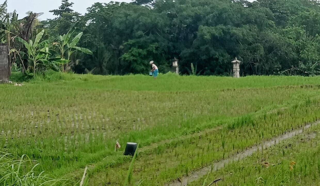 Tanah Kaba Kaba BB-0204 e