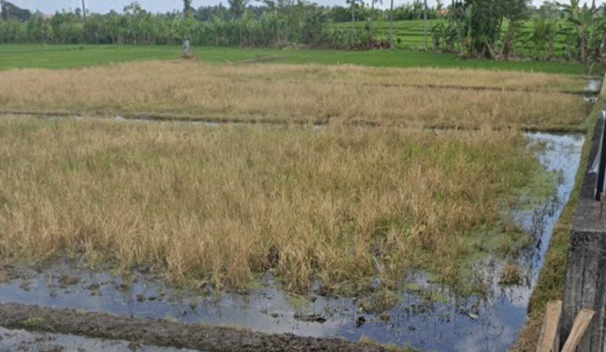 Tanah Nyanyi BB-0200 a