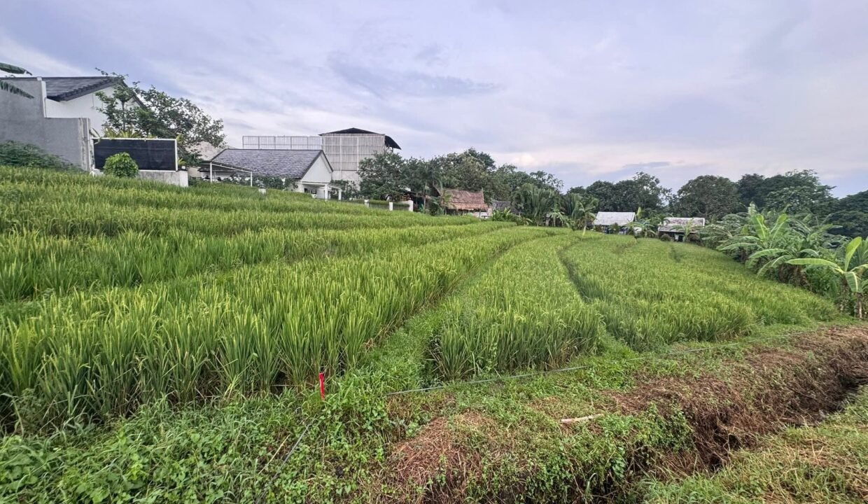 Tanah Buduk BB-0800 a