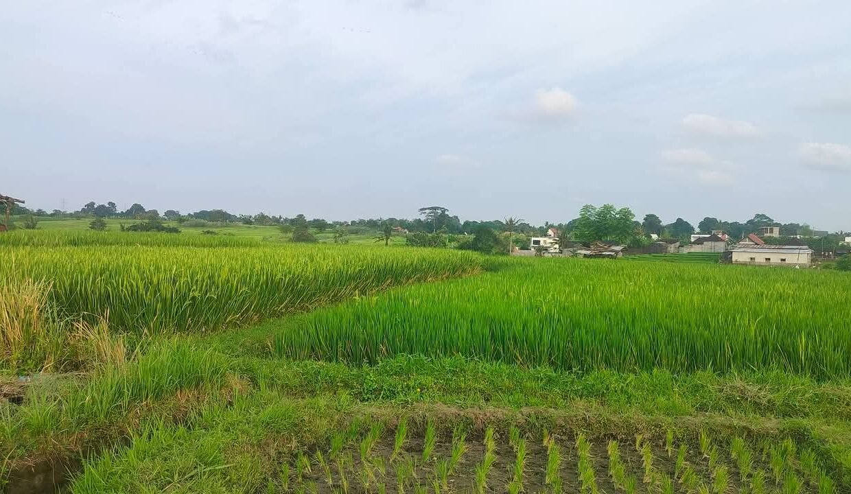 Tanah Buduk BB-0800 b