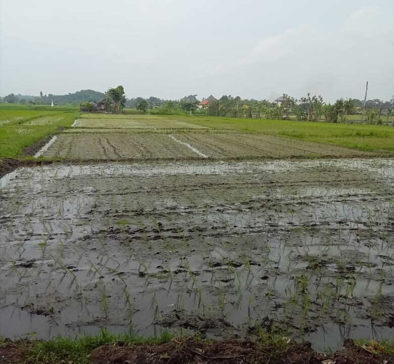 Tanah Kaba Kaba BB-0805 b