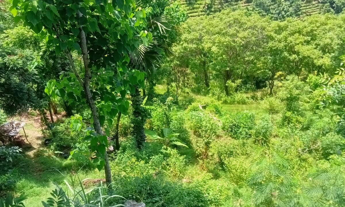 Tanah Karangasem BB-0901 g