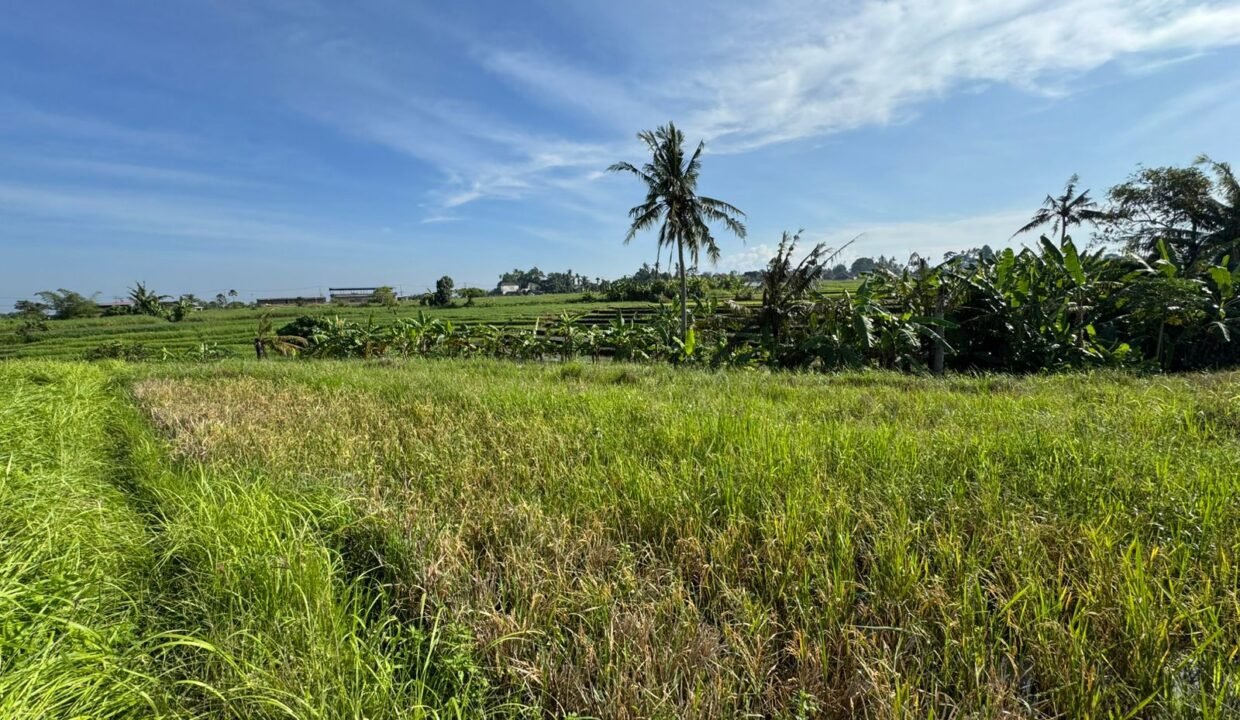 Tanah Kedungu BB-0806 e