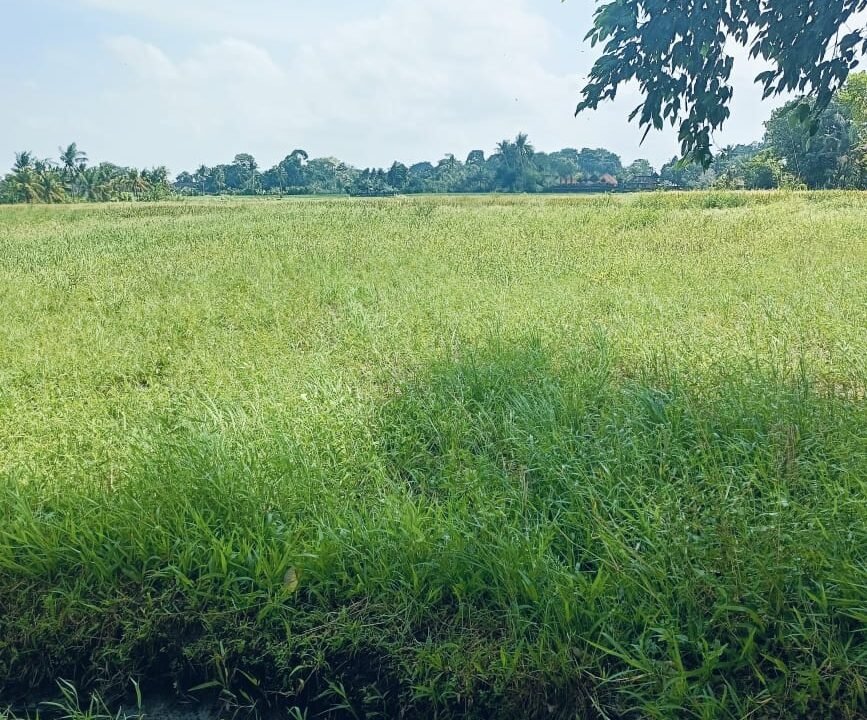 Tanah Nyambu BB-0807 b