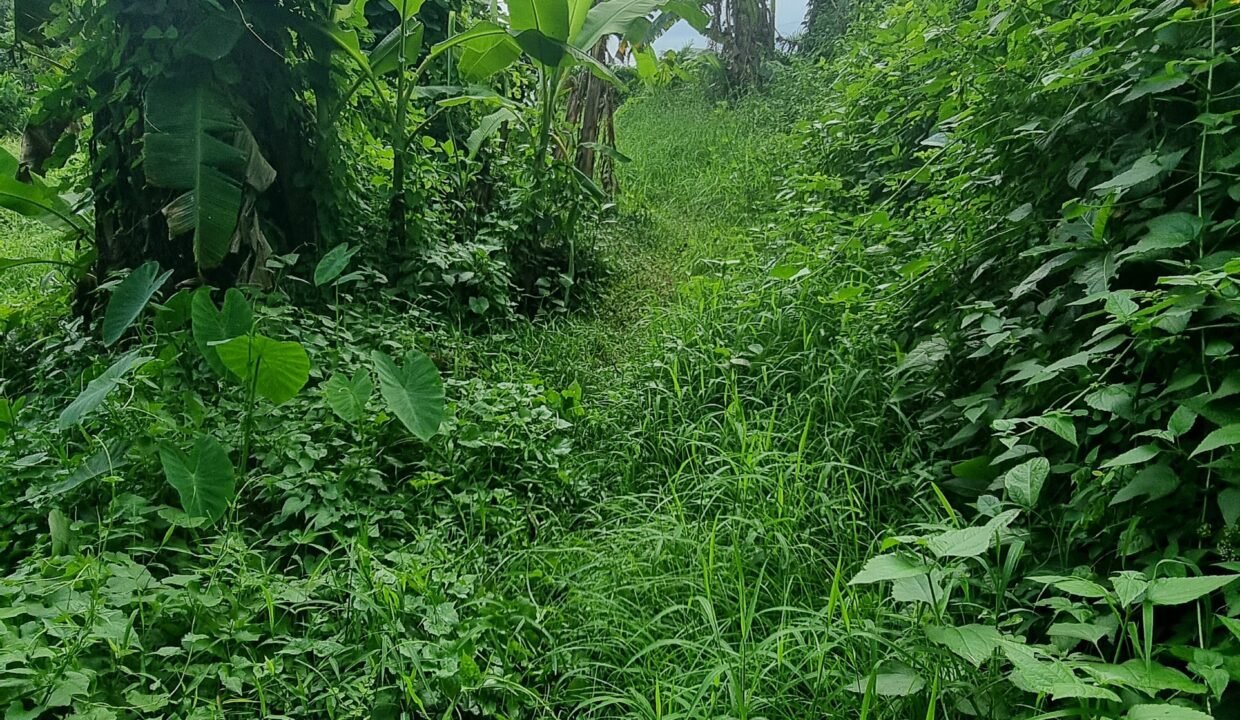 Tanah Seseh BB-0300 f