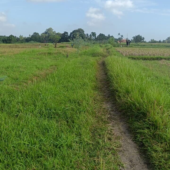 Tanah Kaba Kaba BB-0811 a